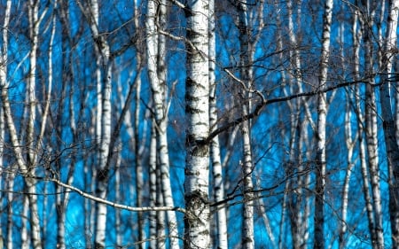 Trees - white, winter, texture, tree, blue