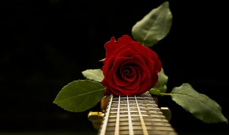 Rose - red, flower, guitar, rose, black, green