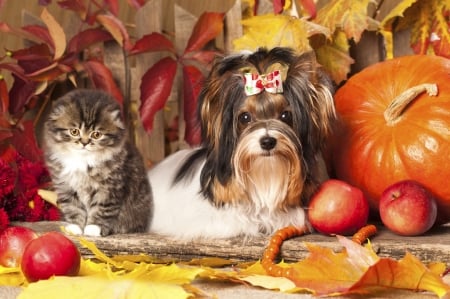 Happy Autumn! - autumn, couple, cat, puppy, pumpkin, leaf, pisica, kitten, caine, red, animal, orange, apple, cute, yorkshire terrier