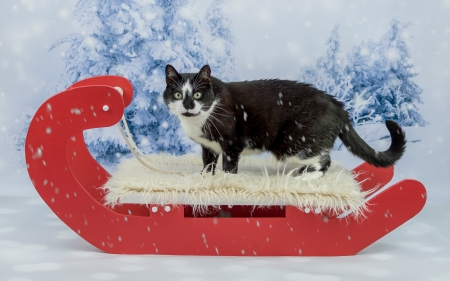 Cat - sleigh, winter, snow, cat, christmas, pisica, animal, craciun, red