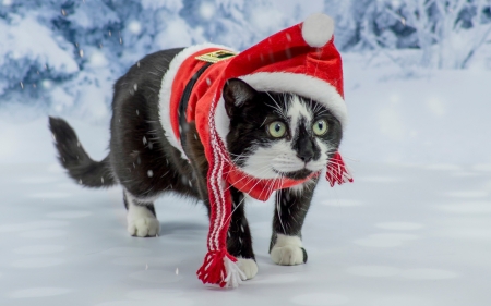 Christmas cat - cat, hat, winter, scarf, funny, pisica, santa, snow, red, animal