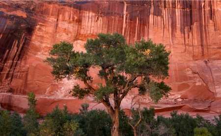 Cottonwood Tree Under Sandstone Wall - wide screen, sandstone, photography, beautiful, cottonwood, tree, photo