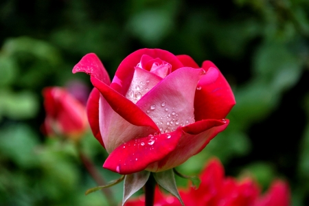 Red Rose F - wide screen, flower, rose, beauty, beautiful, photo, love, romance, photography, floral