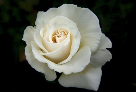 White Rose  - beautiful, photography, beauty, romance, photo, love, flower, wide screen, rose, floral