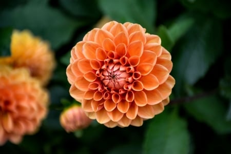 Orange Dahlia FC - wide screen, flower, beauty, beautiful, photo, dahlia, love, romance, photography, floral