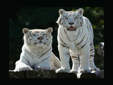 Magestic pair - white, black, tiger, stripes