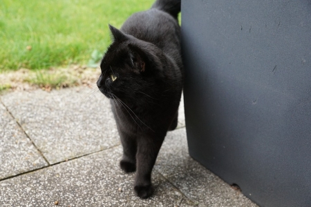 Black Cat  Patrol - Cute, Cat, Black, Black Cat, Predator, Pretty, Animal, Photography, Foto, Patrol, Grass, Feline, Photo, Snapshot, Nice, Felidae