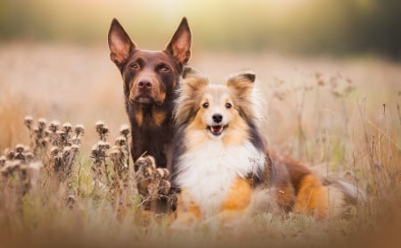 Best Friends - cute, dogs, collie, animals