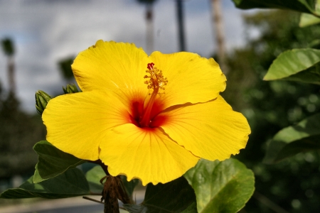 Yellow Hibiscus FC - beautiful, photography, beauty, romance, photo, love, flower, wide screen, hibiscus, floral