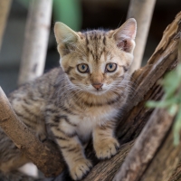 Kitty on Outlook