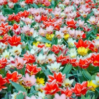 Gorgeous Tulips