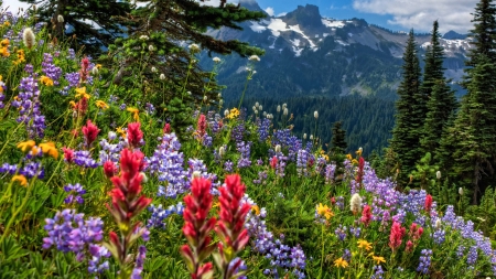 MOUNTAIN - nature, flowers, peaks, trees