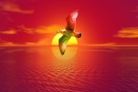 Seagull Flying - animal, bird, landscape, flying, seagull, reflection, clouds, sunset, sea