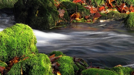   Flowing River - river, water, nature, flowing, bushes, rocks, leaves