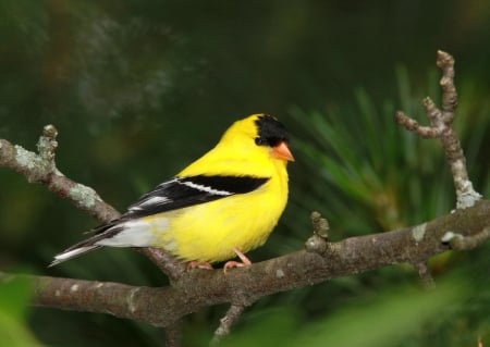 FINCH - wings, feathers, colors, limb