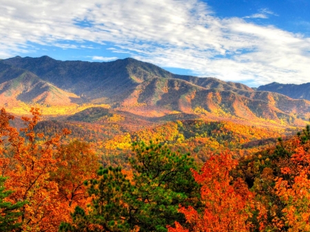 MOUNTAIN - trees, nature, colors, autumn