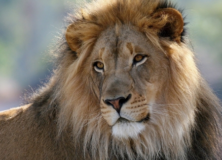 LEO THE LION - cat, mane, big, stare