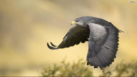 Falcon Flying - sky, eagle, wings, animal, falcon, birds