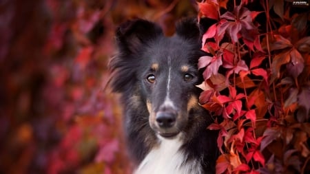 Sheepdog - sheepdog, animal, shetland, eyes, dog, leaf