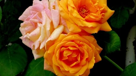 Spring Blossoms - nature, yellow, roses, pink, flowers, bouquet, spring