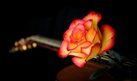 Rose - rose, guitar, Flower, nature