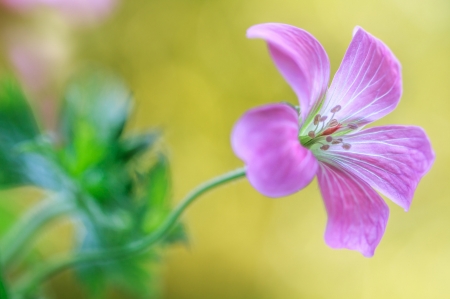 Flower - leaf, flower, tree, nature