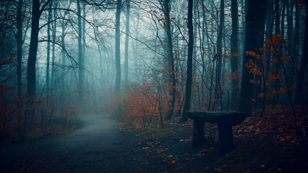 Forest - fog, nature, forest, mist