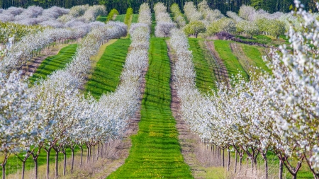 Field - nature, tree, field, grass