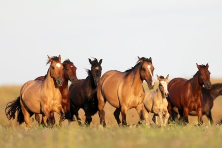 Horses - animal, nature, Horses, wild