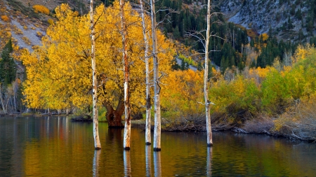 Forest - Forest, lake, nature, tree