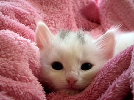 Fluffy! - nice, snapshot, fluffy, photography, feline, foto, pretty, cute, little, love, predator, cat, kitty, beautifull, felidae, kitten, blanket, pink, animal, wonderfull, sweet, photo