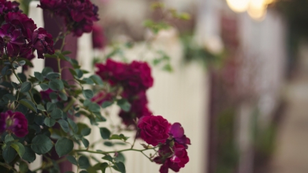 Rose - Rose, flower, nature, tree