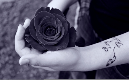 Gothic Rose - Rose, goth, dark, photography