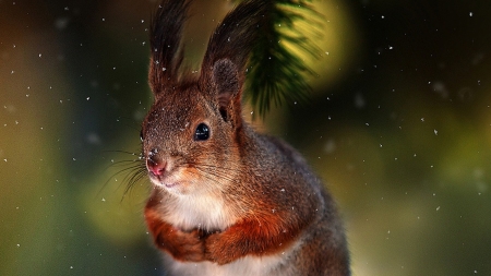 Squirrel - tail, photography, animal, squirrel