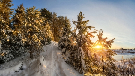 Winter Sunset - nature, landscape, trees, snow, winter, sunset, path