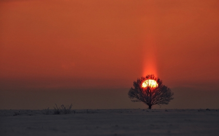 Stunning Sunset - nature, trees, evening, dark, landscape, sunset