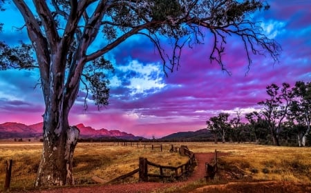 Colorful Sky - Field, Tree, Nature, Sky