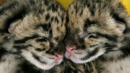 Leopard cubs - leopard, sleep, cub, baby, couple, animal, sweet, cute