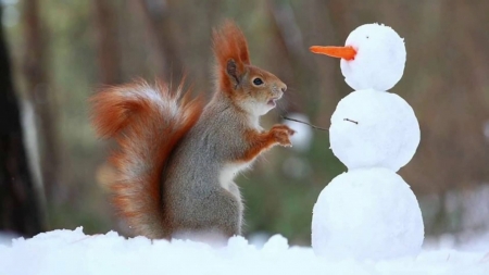 You need eyes... I want your carrot... I have some nuts... - veverita, squirrel, snoman, animal, winter, funny, carrot, cute