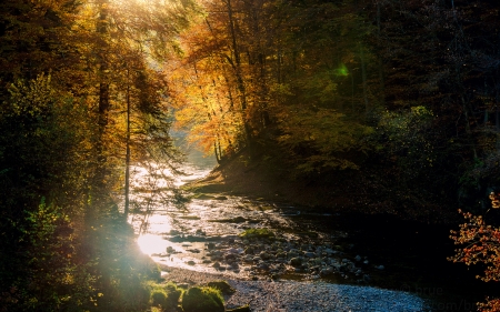 River - nature, tree, forest, river