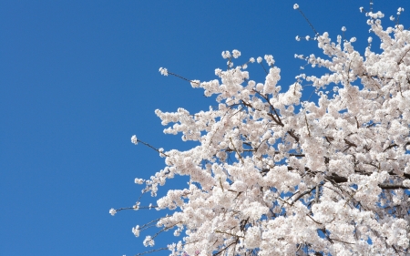 Spring - spring, white, blue, tree