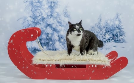 Cat - sleigh, winter, blue, tree, cat, pisica, white, animal, red