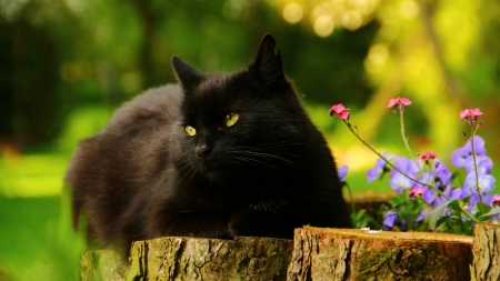 Black cat - pisica, flower, animal, black cat, cat, green