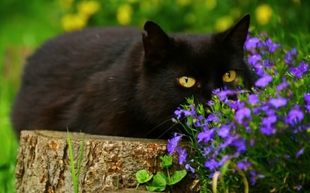 Black cat - black, animal, pisica, purple, green, flower, cat