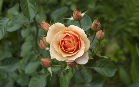 Rose - leaves, buds, rose, flower