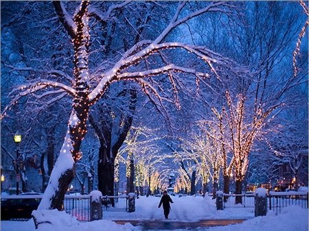 December walk - trees, lights, walk, snow