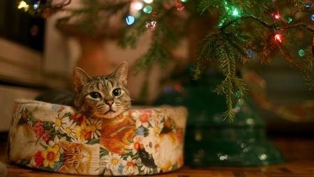 Kitty Christmas - cat, kitty, animal, christmas