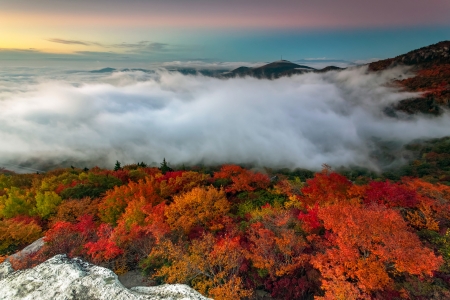 Forest - Forest, mountain, sky, mist