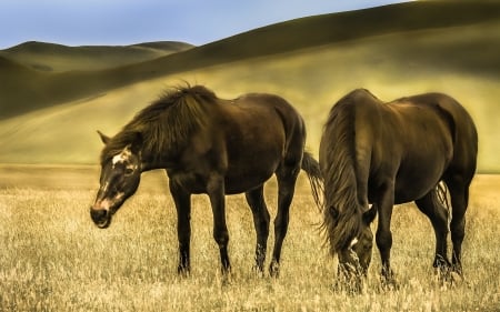 Horse - grass, animal, nature, horse