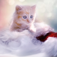 Kitty